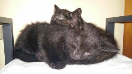 Talk to me about adopting 2 cats instead of one