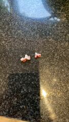 Puppy survival thread! All welcome!