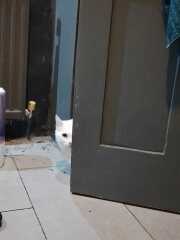 Scottish Tourism - the Excellent Cats debate Gizmo's suitability as a top influencer