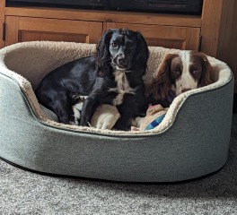 Beyond Adolescence - a thread to chat about grown up dogs, cake and anything else, excluding coffee.