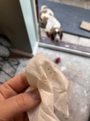 Do these look like fleas?