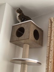 Scottish Tourism - the Excellent Cats debate Gizmo's suitability as a top influencer