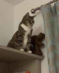 Scottish Tourism - the Excellent Cats debate Gizmo's suitability as a top influencer