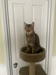 Cat tree - yes or no?