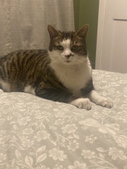 How many times a day do you feed your cat?