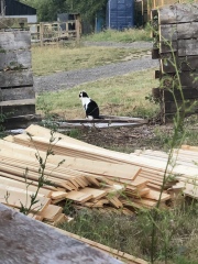 Scottish Tourism - the Excellent Cats debate Gizmo's suitability as a top influencer