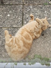 Scottish Tourism - the Excellent Cats debate Gizmo's suitability as a top influencer