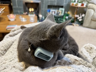 Scottish Tourism - the Excellent Cats debate Gizmo's suitability as a top influencer