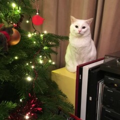 Kitten and Christmas tree