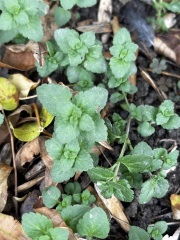 Help me identify these wildflowers/weeds
