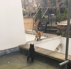 Can foxes hurt cats?
