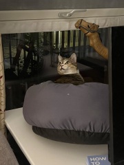 Scottish Tourism - the Excellent Cats debate Gizmo's suitability as a top influencer