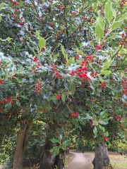 The Nigel Slater Christmas Chronicles Readalong 2025