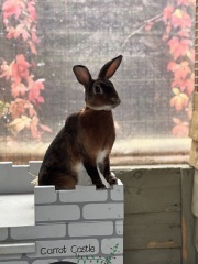 TRAs online attack on a bunny rescue