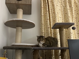 Scottish Tourism - the Excellent Cats debate Gizmo's suitability as a top influencer