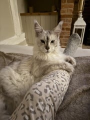 Scottish Tourism - the Excellent Cats debate Gizmo's suitability as a top influencer