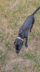 Beyond Adolescence - a thread to chat about grown up dogs, cake and anything else, excluding coffee.