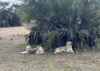 Tanzania safari & Zanzibar