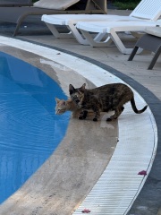 Scottish Tourism - the Excellent Cats debate Gizmo's suitability as a top influencer