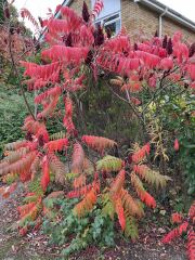 How are the trees near you looking?