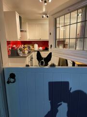 Puppy survival thread! All welcome!