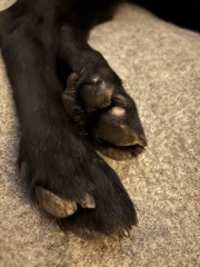 How to treat a sore on paw picture attached
