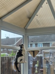 Indoor vs Outdoor cat