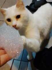 Scottish Tourism - the Excellent Cats debate Gizmo's suitability as a top influencer