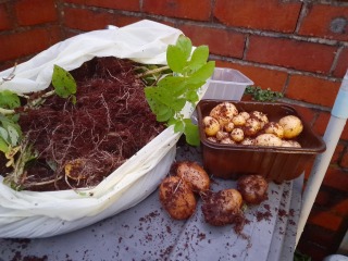 Potato bags