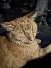 Scottish Tourism - the Excellent Cats debate Gizmo's suitability as a top influencer