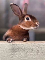 TRAs online attack on a bunny rescue