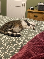 How many times a day do you feed your cat?