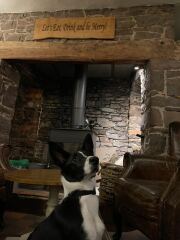 Puppy survival thread! All welcome!