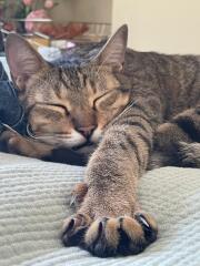 Introducing Marvin the Mau