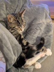 Missing Cat - Any Happy Outcomes?