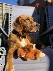 Beyond Adolescence - a thread to chat about grown up dogs, cake and anything else, excluding coffee.