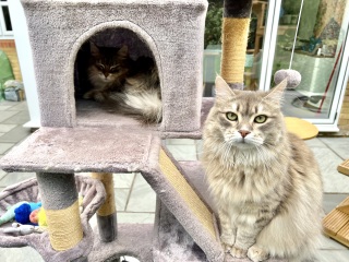 Cat tree - yes or no?