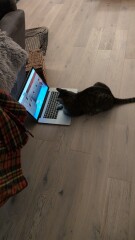 Introducing Marvin the Mau