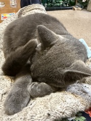 Scottish Tourism - the Excellent Cats debate Gizmo's suitability as a top influencer