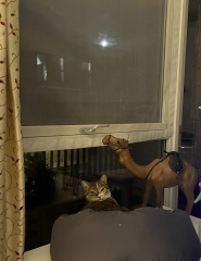 Scottish Tourism - the Excellent Cats debate Gizmo's suitability as a top influencer