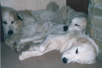 Beyond Adolescence - a thread to chat about grown up dogs, cake and anything else, excluding coffee.