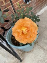 Alternatives for David Austin rose 'Munstead Wood'?