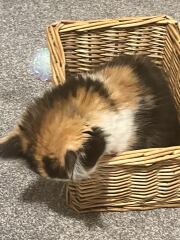 Kitten name help!
