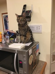 Scottish Tourism - the Excellent Cats debate Gizmo's suitability as a top influencer