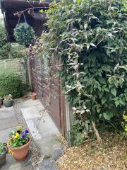 Clematis pruning