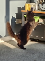 Scottish Tourism - the Excellent Cats debate Gizmo's suitability as a top influencer