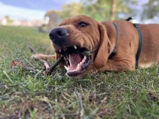 Beyond Adolescence - a thread to chat about grown up dogs, cake and anything else, excluding coffee.