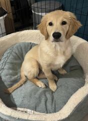 Puppy Blues