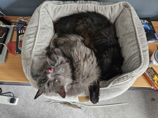 Scottish Tourism - the Excellent Cats debate Gizmo's suitability as a top influencer