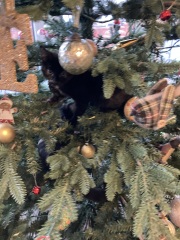 Kitten and Christmas tree